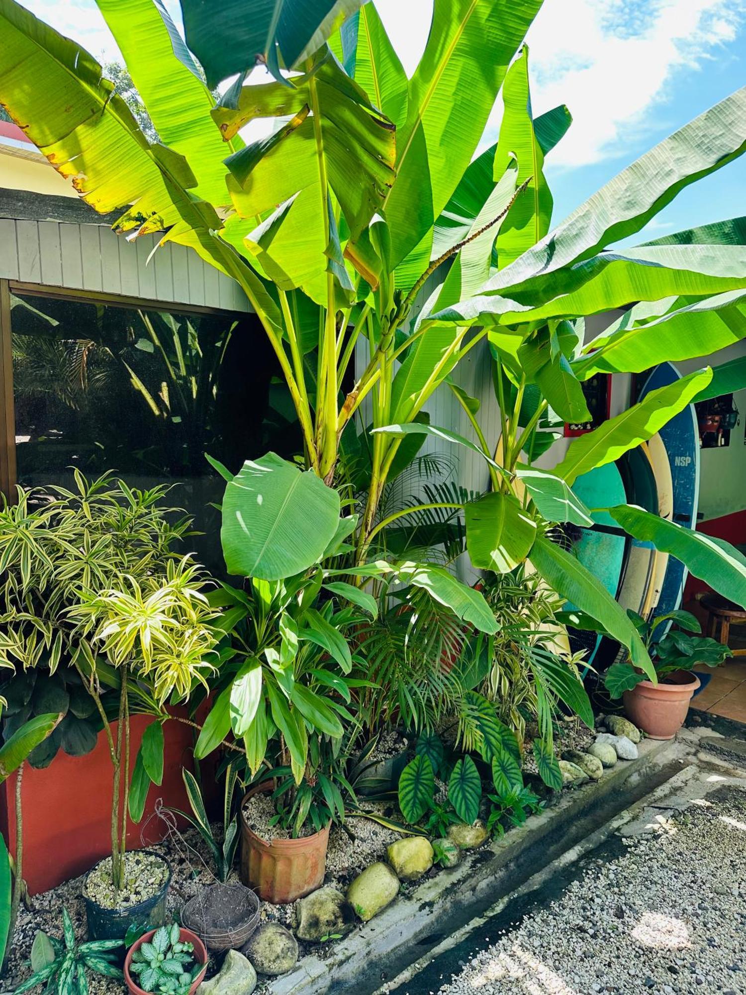 Surf Paradise Playa Santa Teresa  Exterior photo